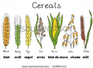 wheat-rye-barley-and-oats-1661804