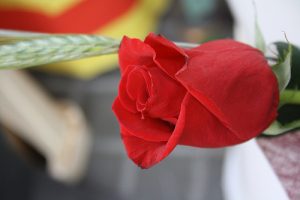 Rosa de Sant Jordi