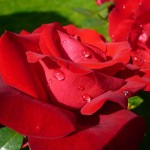 800px-Rose_rouge.1