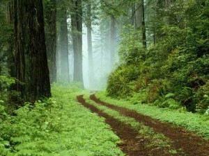Un camí forestal al parc regional de Redwoods, Califòrnia.