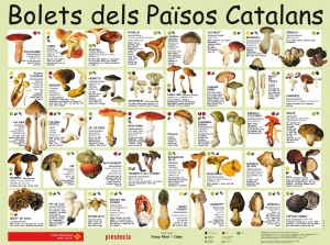 Bolets dels Països Catalans