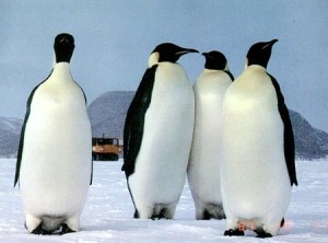 11 penguin